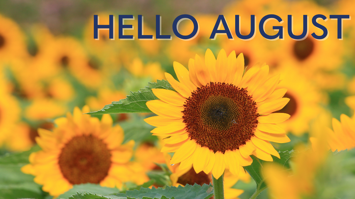 Hello August, sunflowers, colours of yellow and green stem